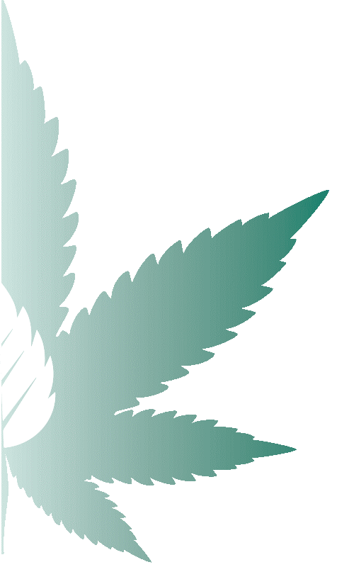 mountain smokes mint leaf
